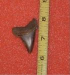 1-7/8" Angustiden tooth